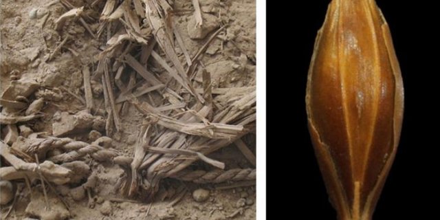 Ältestes Gerstenkorn