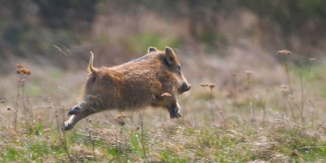 Schweizer Wildschweine sind gesund: bisher wurde kein totes Tier mit dem ASP-Virus gefunden. (Bild: Harbig/DJV)