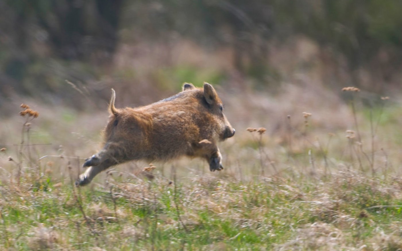 Schweizer Wildschweine sind gesund: bisher wurde kein totes Tier mit dem ASP-Virus gefunden. (Bild: Harbig/DJV)