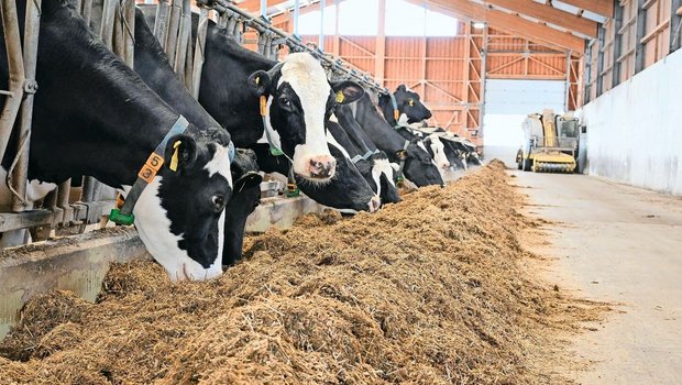 Gnitzen übertragen das Blauzungenvirus auf Rinder und Kleinwiederkäuer. Zum Schutz gilt es, die Tiere morgens und abends aufzustallen.  