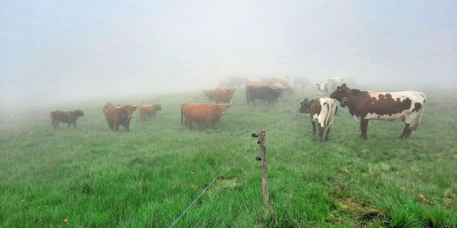 Ungeplante Begegnung im dicken Nebel: Unsere Herde trifft auf die schottischen Hochlandrinder auf der anderen Seite des Zauns.
