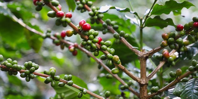 Auch bei der Kaffeeproduktion muss sich etwas verändern. So sollen die Bauern auf robustere Kaffeebäume setzen und die Arten diversifizieren. (Bild Pixabay)