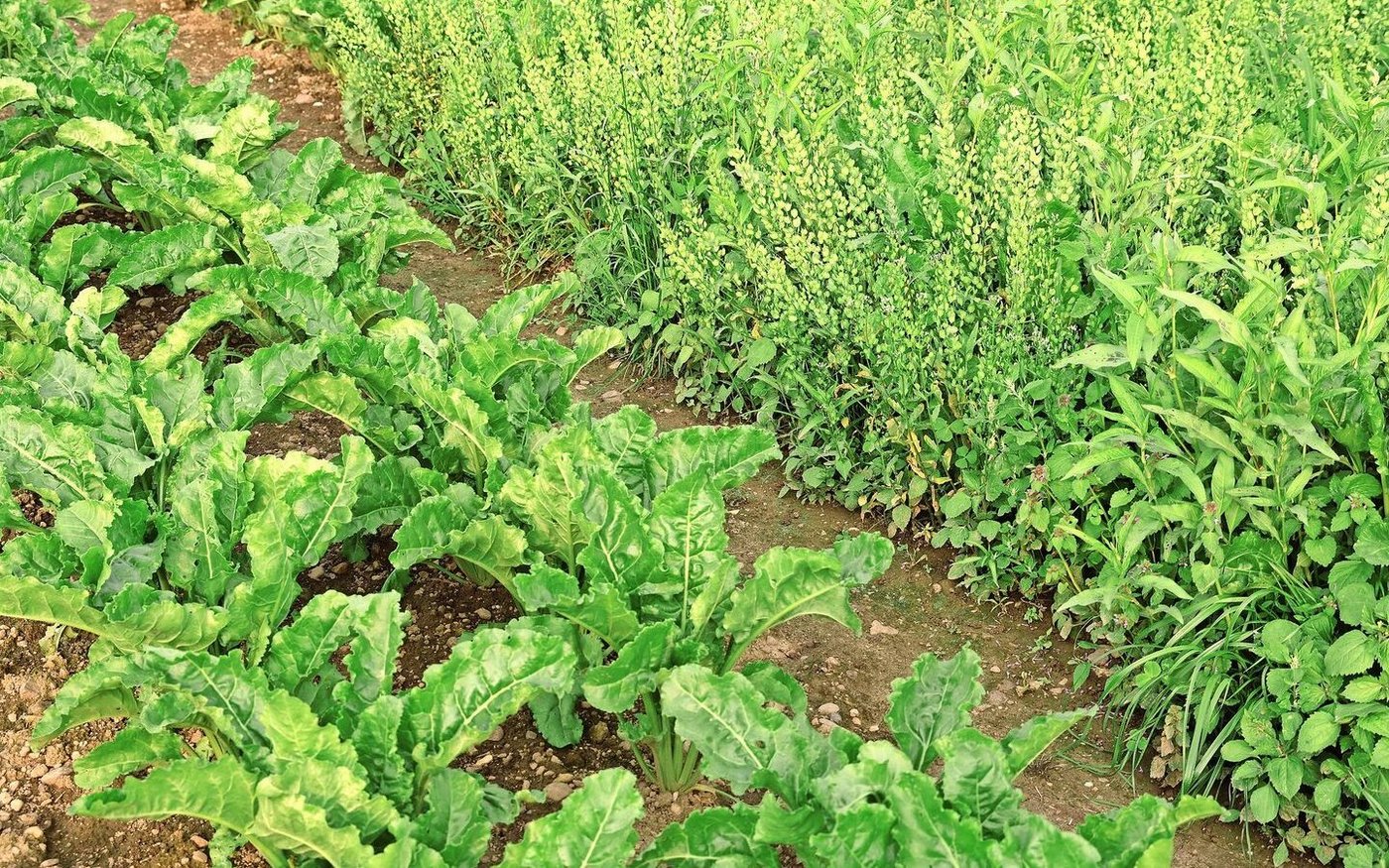 Im Spritzfenster (rechts oben) wuchert der Unkrautdschungel, daneben stehen Rüben (unten links), die den Herbizidsplit erhielten. 