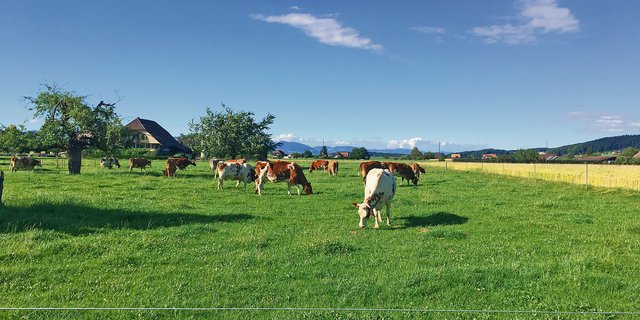 Mit den Absenkpfaden im Massnahmenplan Sauberes Wasser des Bundesrats sollen laut Christian Hofer nicht primär Tierbestände gesenkt, sondern dafür gesorgt werden, dass die Tiere weniger Kraftfutter fressen. (Bild Jil Schuller) 