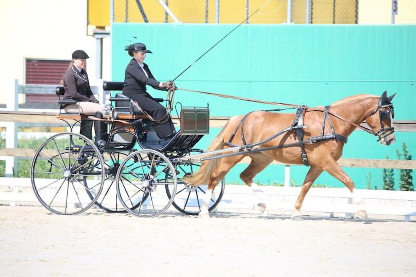 Den neunten Rang holte Nathalie Bader aus Mümliswil SO mit Dunia im Promotionfahren 3-Jährige. (Bild Karin Rohrer)