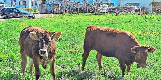 Seit Anfang Jahr wurden trotz der vom BLV festgelegten vektorfreien Zeit 827 Betriebe positiv auf das Blauzungenvirus getestet. 