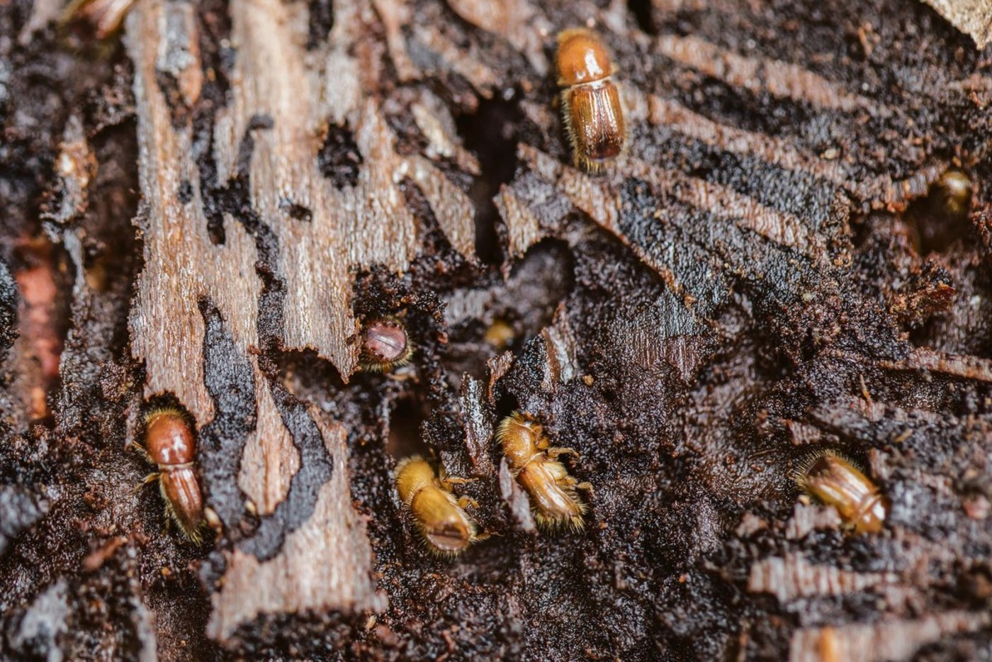 Borkenkäfer fressen Löcher in die Rinde und den Bast einer Fichte (das Bild entstand in Cham im August 2018). Auch heuer droht wieder eine Borkenkäferplage.(Bild Keystone)