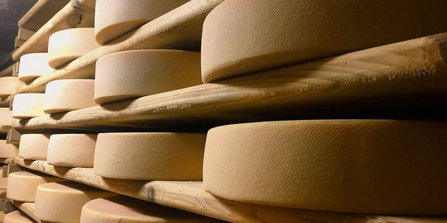 Listerien kommen überall vor – in der Käserei und im Käsekeller sind sie aber nicht erwünscht. Das Bakterium ist gesundheits-schädigend und kann zum Tod führen. Das BLV erhöht deshalb die Beprobungszeitpunkte für Alpkäseproduzent(innen).