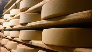 Listerien kommen überall vor – in der Käserei und im Käsekeller sind sie aber nicht erwünscht. Das Bakterium ist gesundheits-schädigend und kann zum Tod führen. Das BLV erhöht deshalb die Beprobungszeitpunkte für Alpkäseproduzent(innen).