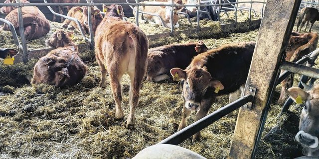 Zwischen den Liegeboxen der Kühe haben die Kälber ihren warmen und windgeschützten Platz. 