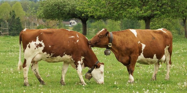Beim Zugriff wurden die Leistungsdaten einer Milchkuh manipuliert. (Bild Ruth Aerni)