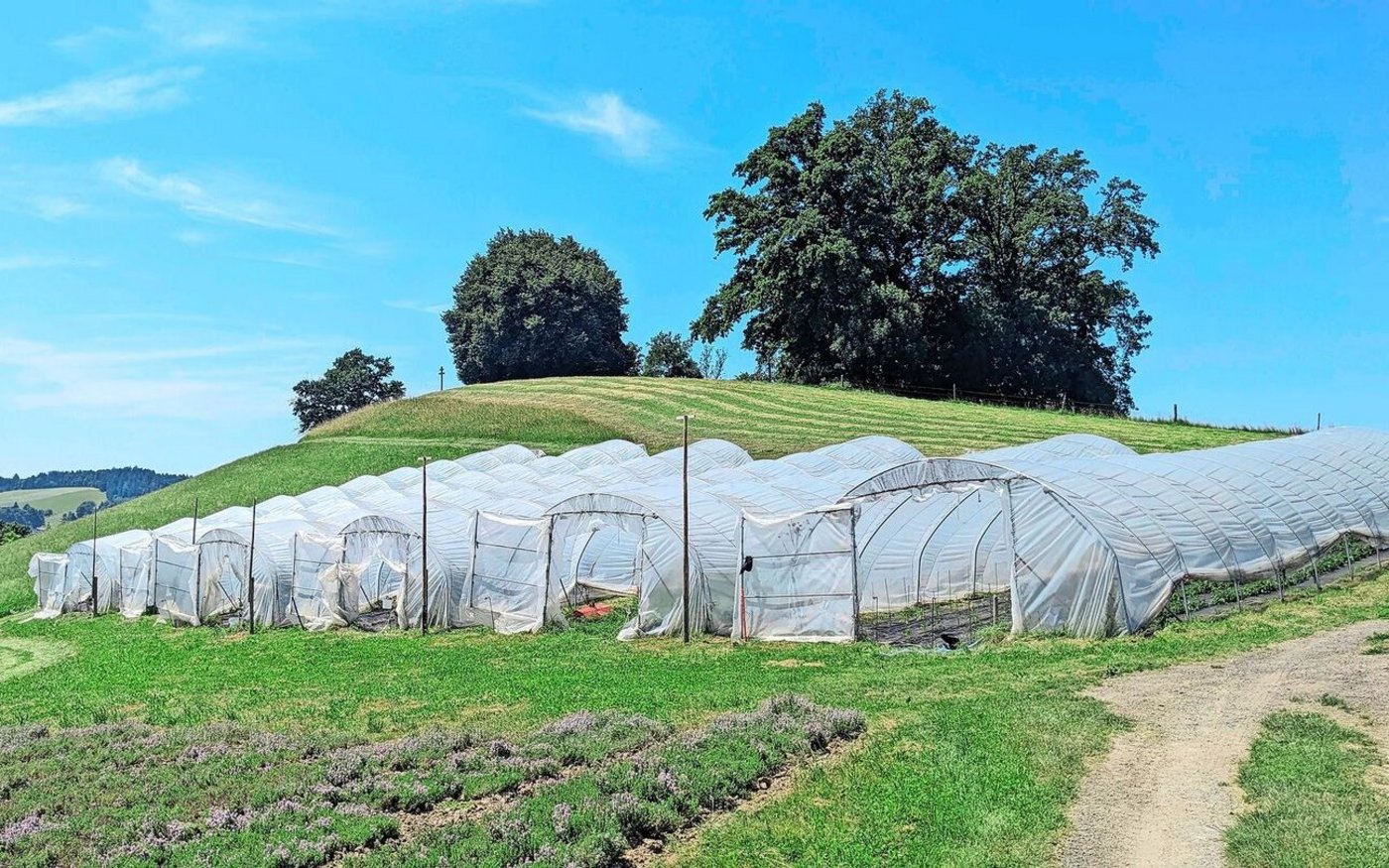 Gemüsetunnels auf dem Betrieb Isehuet in Altbüron. Solch temporärer Witterungsschutz darf sechs Monate pro Jahr bewilligungsfrei stehen. 