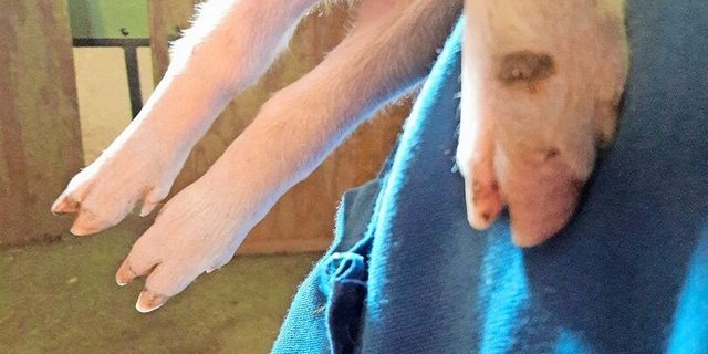 Schürfwunden an den Gelenken der Ferkel bilden Eintrittspforten für die Streptokokken-Bakterien. 