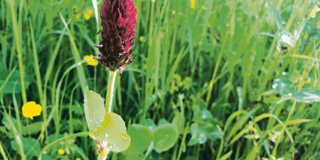 Inkarnatklee im Nützlings-streifen. 