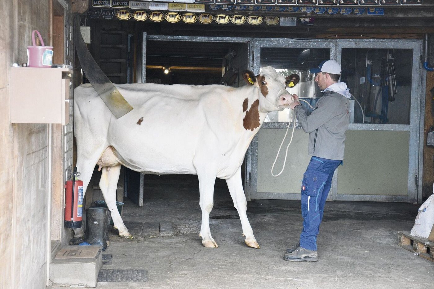 Rebin Bad Violin ist ein weiteres Zuchtprodukt. Sie ist mit 44 44 94 punktiert und linear mit VG 85 (Euter 87) beschrieben. Violin stammt übrigens von der gleichen Mutter ab wie Caro Vanish.