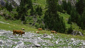 Mit ihrer gedrungene