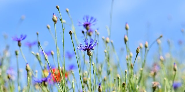 Nach dieser Konferenz könne keiner mehr sagen, dass er nicht gewusst hätte, wie dramatisch die Lage sei, sagte die Generaldirektorin der Unesco. (Bild Pixabay)