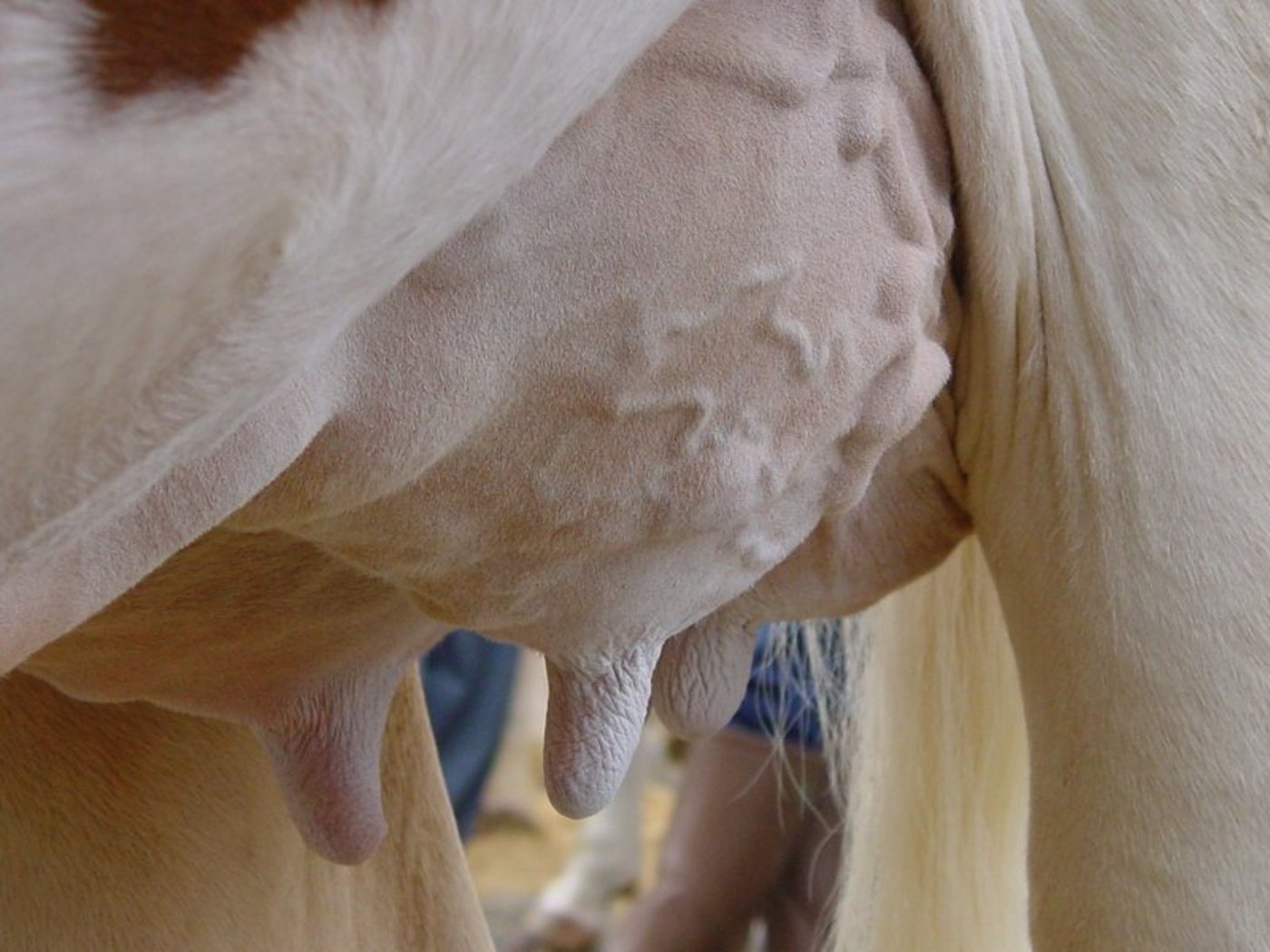 Pflegeprodukte gehören nicht ins Euter. (Symbolbild BauZ)