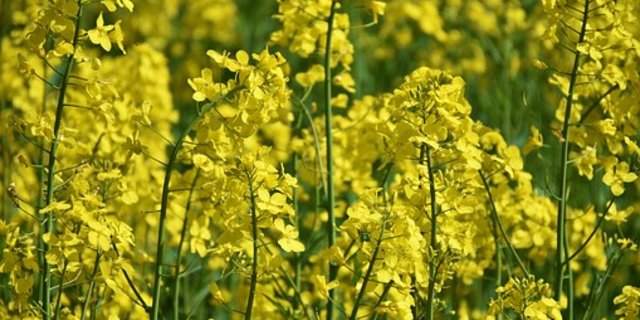 15 private Sammelstellen bieten ab der Ernte 2018 die Übernahme von Holl-Raps an.