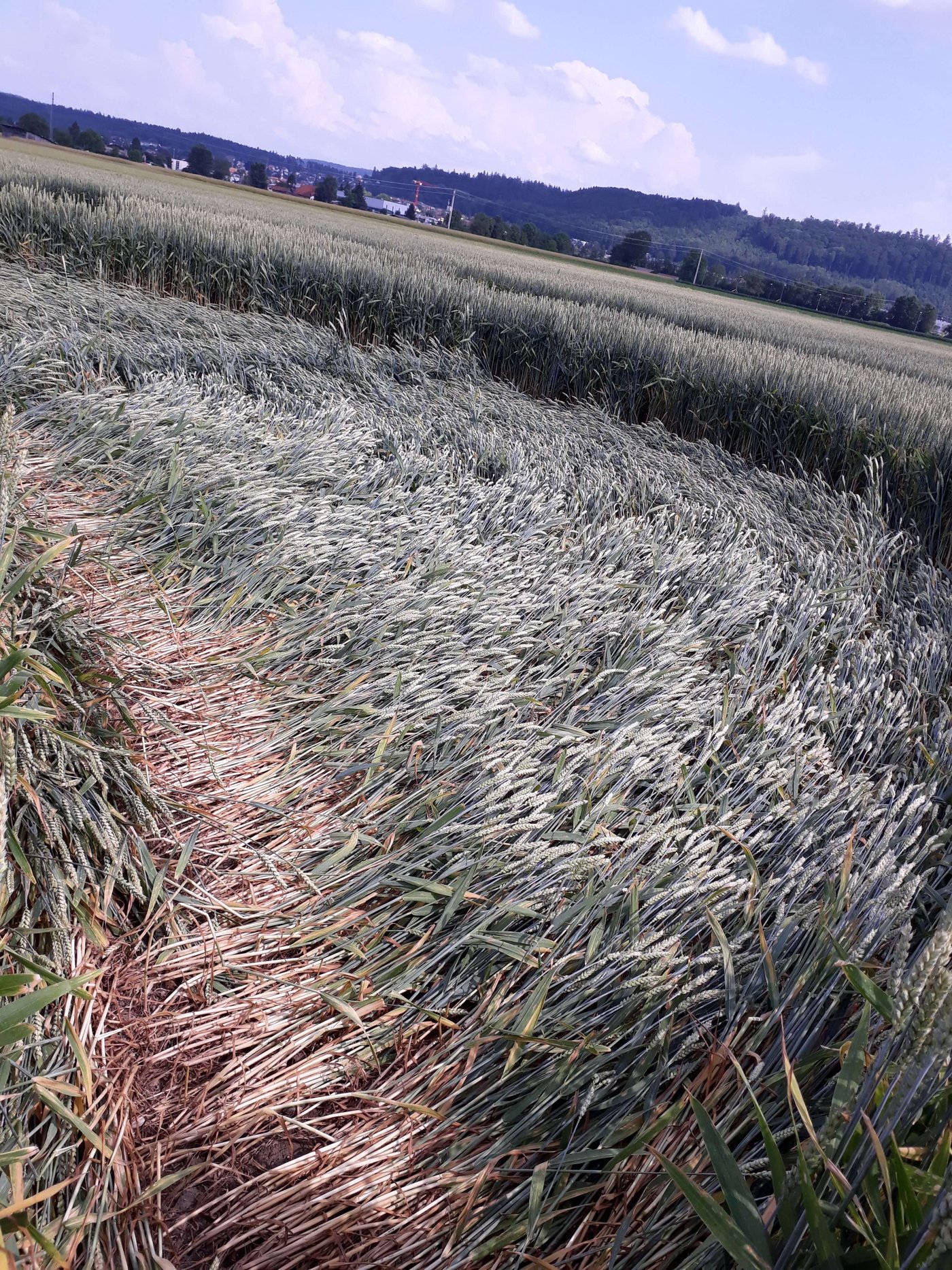 Sehr sorgfältig seien die Halme abgelegt worden, berichtet der Landbesitzer, auf dessen Land das Gebilde entstand. 