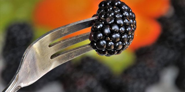 Gabel Brombeere farm to fork Mit der gezielten Absatzförderung von biologisch produzierten Agrar-Lebensmitteln will die EU-Kommission der Strategie «Farm to Fork» einen Schritt näherkommen. (Symbolbild/pixabay) 