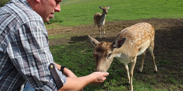 Die Hirschkuh Rosalie hat Martin Schurter mit der Flasche aufgezogen. (Bilder Ann Schärer)
