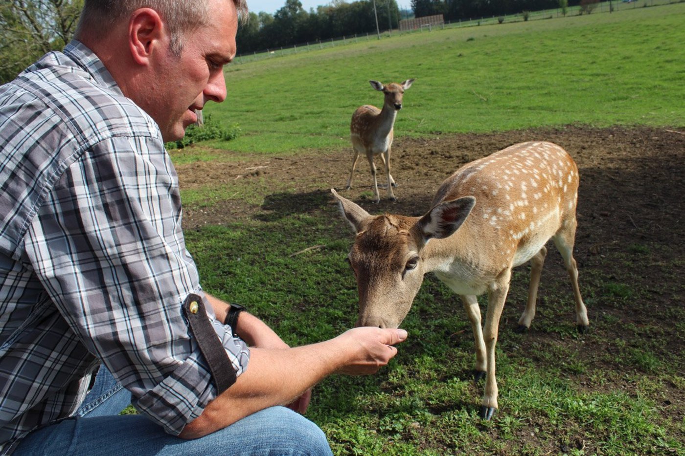 Die Hirschkuh Rosalie hat Martin Schurter mit der Flasche aufgezogen. (Bilder Ann Schärer)