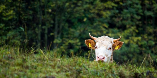 Neben neuen Kennzahlen finden sich auf der Plattform Tierstatistik auch Zahlen zu dem Lebend- und Schlachtgewicht von Rindern. (Foto: Identitas)