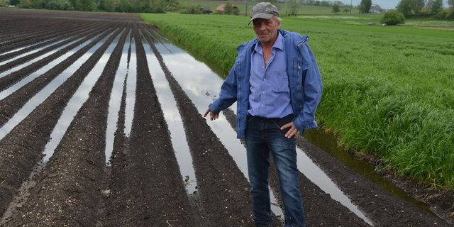 Hier zeigt Walter Küffer aus Ins BE sein beschädigtes Kartoffelfeld: Jetzt komme es drauf an, wie sich das Wetter weiterentwickle. (Bild Peter Fankhauser)