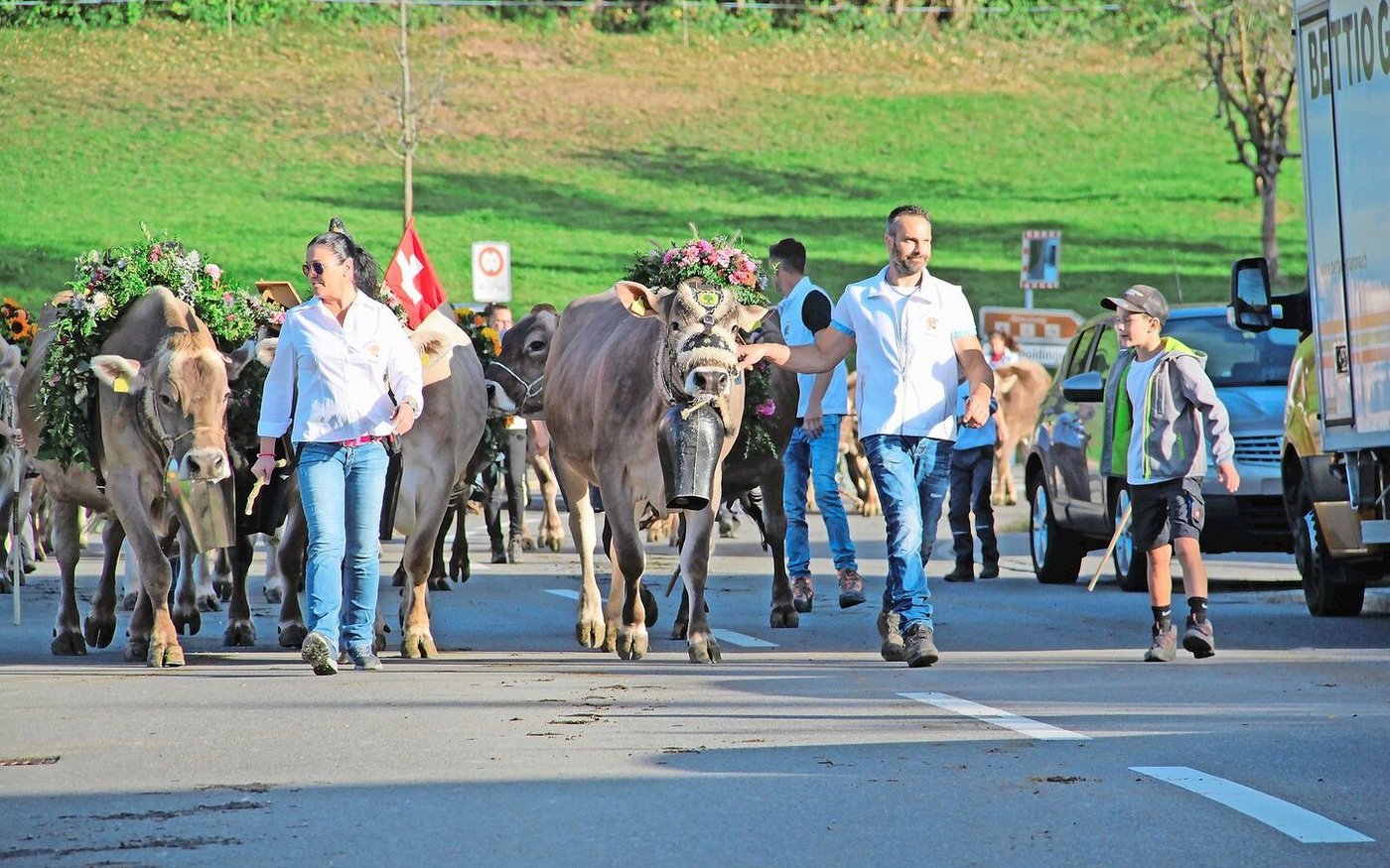Das Highlight von Hubert Kühne ist nicht die IGBS, sondern die jährliche Herbstschau in Goldingen. Glücklich und stolz sind Kühne und sein Helferteam mit den geschmückten Kühen auf dem Weg zur Herbstschau.