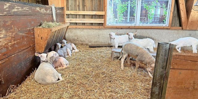 Agroscope konnte aufzeigen, dass eine Reduktion der Phosphorergänzung bei Milch- und Mutterschafen in der Regel möglich ist.