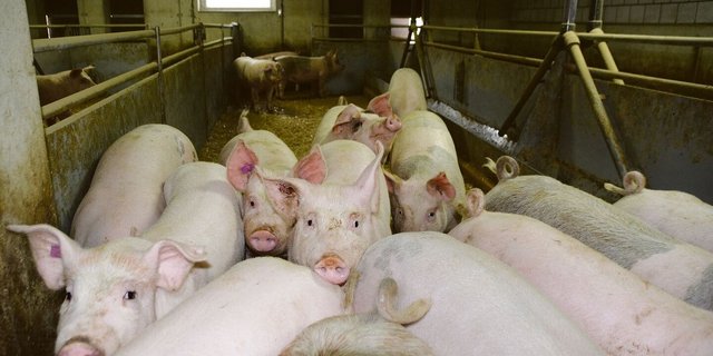 Nicht immer schlagen die farbigen Endprodukteeber auf den F1-Kreuzungssauen gleichermassen durch: Grundsätzlich gibt es aber mehr gescheckte Tiere auf den Schweizer Mastbetrieben.