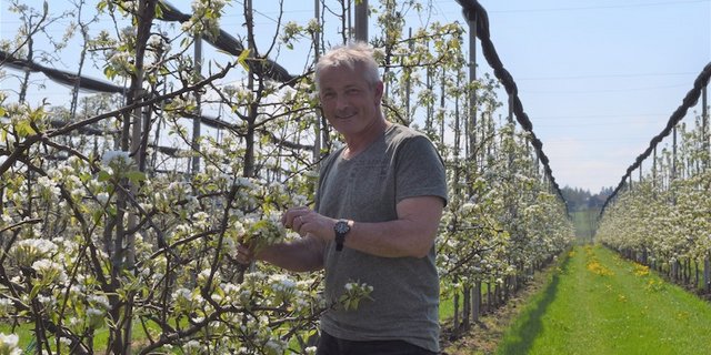 Jürg Hess in einer seiner Birnenanlagen im Roggwil. Sein Betrieb liegt mitten in Mostindien. (Bild sgi)