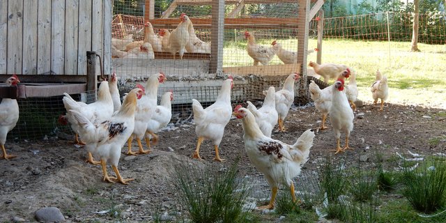 Die Mast von Bruderhähnen – hier ein Bild vom Projekt "Henne und Hahn" der Firma Hosberg – ist zwar ethisch gesehen eine gute Sache, wirtschaftlich aber unattraktiv, weil die Hähne als "Legehuhn-Typ" langsamer Fleisch ansetzen. (Bild KAG Freiland)