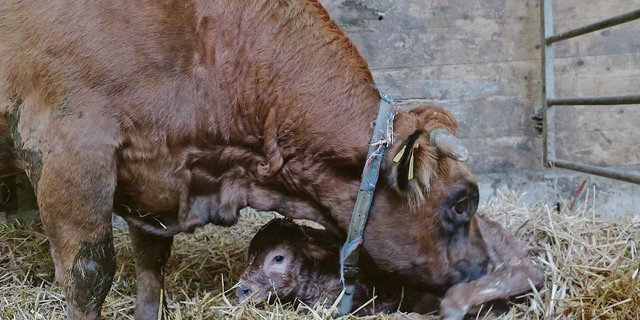 Abkalbeboxen sollten mindestens alle zwei Wochen leerstehen und besenrein gereinigt werden. UV-Strahlen sorgen so für eine Reduktion der Erreger.(Symbolbild et)