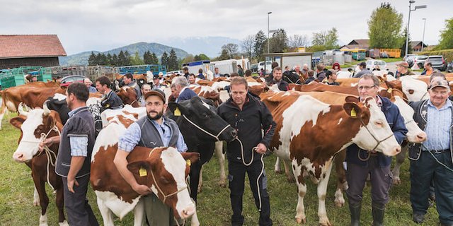 Eindrücke von der Auswahl der Kühe in Savigny VD für das «Fête des Vignerons». (Bilder Fête des Vignerons)
