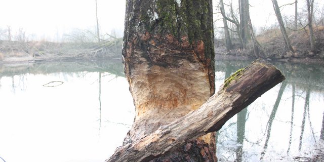 Der Biber gestaltet seine Umgebung neu. (Bild aw)