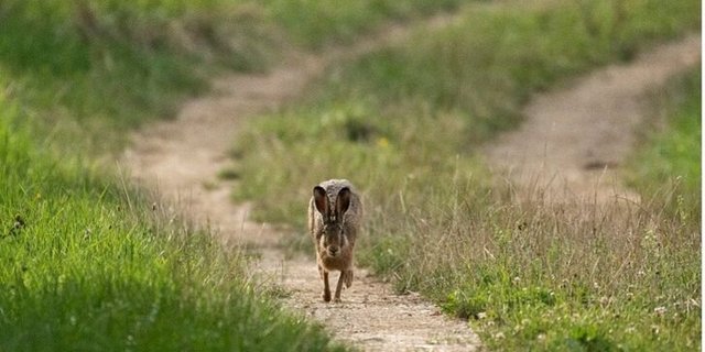 Feldhasen sollen wieder mehr im Kulturland herumhoppeln. Pro Natura sucht interessierte Bauernbetriebe im Aargau für die Teilnahme an einem Förderprojekt 