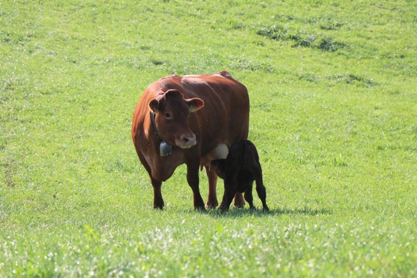 Ammenkuh Ammenkühe versorgen ihr eigenes Kalb und meistens ein oder zwei fremde Kälber. (Bild as)