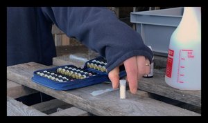 Homöopathie für die ganze Herde: So gehen Sie vor