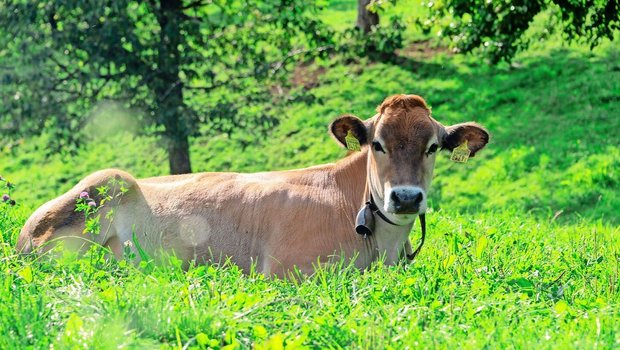 Eine Tierunfallversicherung wird hauptsächlich für Rindvieh abgeschlossen. Seit vielen Jahren verläuft diese bei Schweizer Versicherern defizitär. 