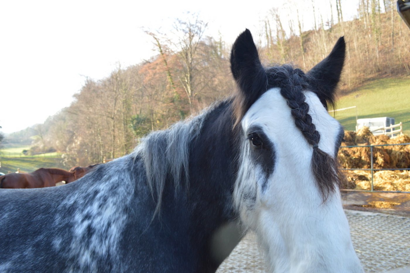 Das entlaufene Pferd wollte sich wohl einen neue Frisur gönnen. (Symbolbild asa)
