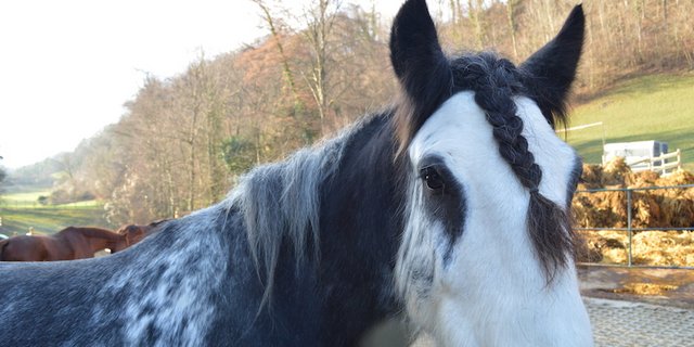 Das entlaufene Pferd wollte sich wohl einen neue Frisur gönnen. (Symbolbild asa)