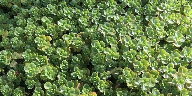 Beide gebietsfremden Fettkrautarten sind Bodendecker. (Bild jsc)