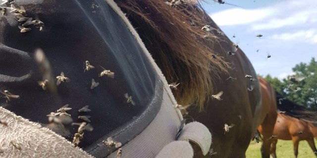 Zum Wahnsinnig werden: Ein Pferd wehrt sich gegen Fliegenattacken. (Bild Daniela Joder)