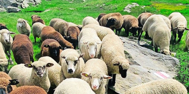 Schafe haben Därme, die am schönsten klingen. Die Technologie verdrängte sie. Ein Geigenbauer hat sie wiederbelebt. 