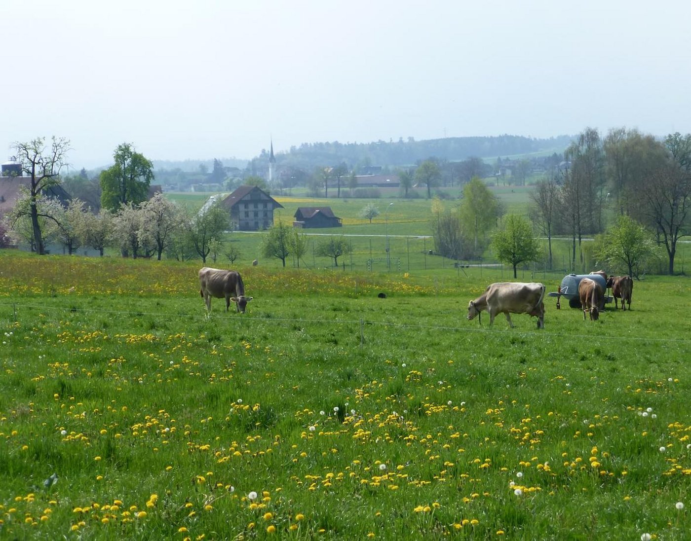 Bei dieser Futterhöhe muss die Weidefläche portionenweise erweitert und ein Teil konserviert werden. (Bild zVg)