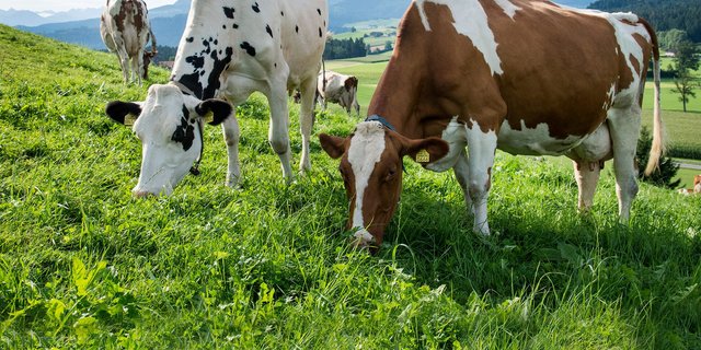 Die Studie zeigt auch, dass nur jene Betriebe ihr Einkommen stabil halten oder steigern konnten, die auch ihre Produktivität mit der entsprechenden Technologie erhöhen konnten. (Bild Agroscope)