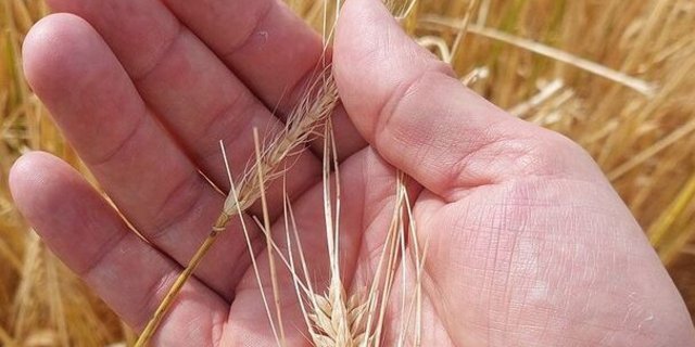 Im Juni traf ein Unwetter mit heftigem Hagelschlag mehrere Gemeinden im Kanton Aargau. 