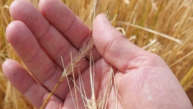Im Juni traf ein Unwetter mit heftigem Hagelschlag mehrere Gemeinden im Kanton Aargau. 